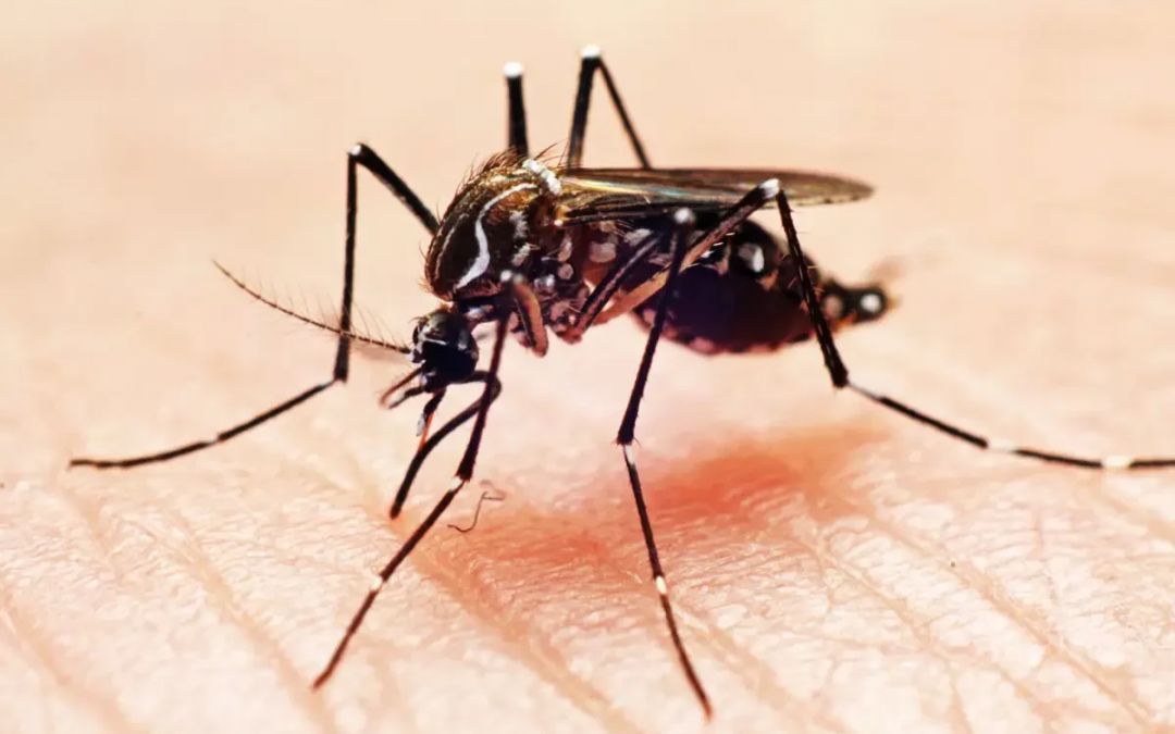 Como a dengue afeta a saúde ocular?  - Eduardo Paulino